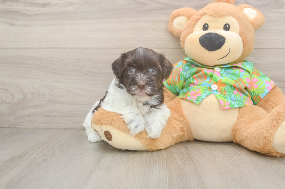 5 week old Havanese Puppy For Sale - Seaside Pups
