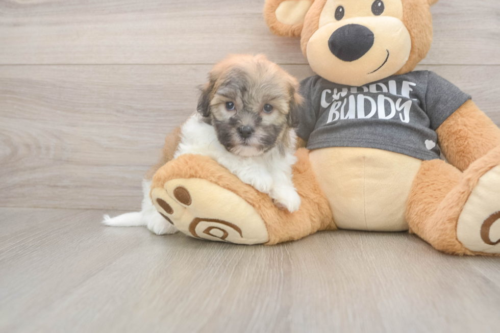 Fluffy Havanese Cuban Bichon Purebred Puppy