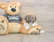 6 week old Havanese Puppy For Sale - Seaside Pups