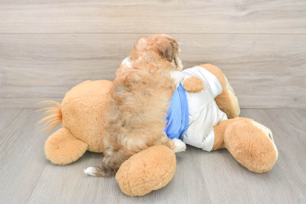 Havanese Pup Being Cute