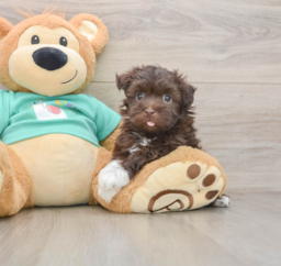 5 week old Havanese Puppy For Sale - Seaside Pups