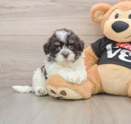 5 week old Havanese Puppy For Sale - Seaside Pups