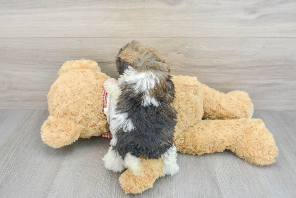 Havanese Pup Being Cute