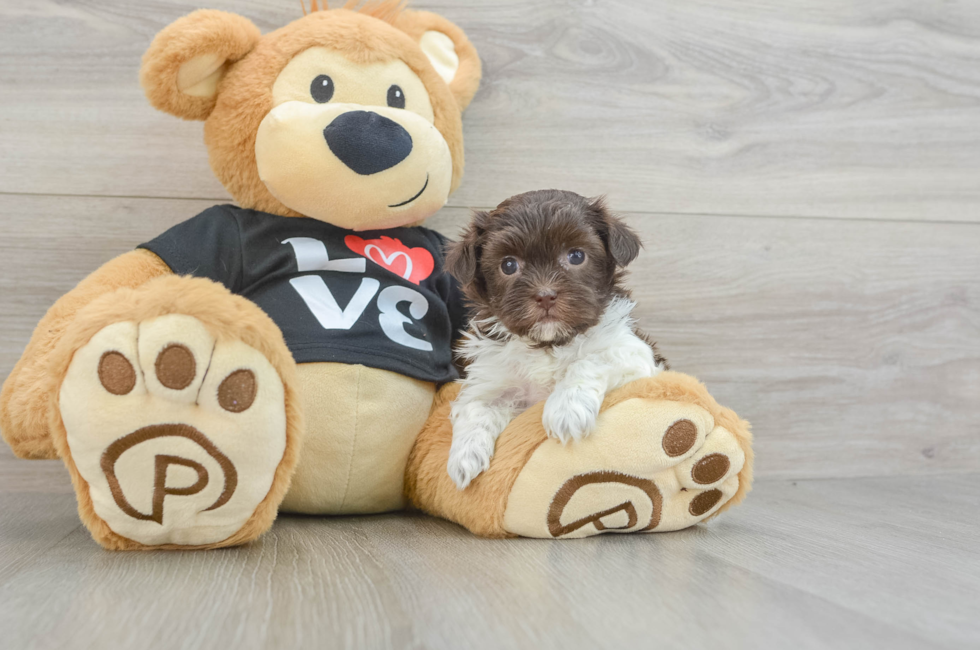 6 week old Havanese Puppy For Sale - Seaside Pups