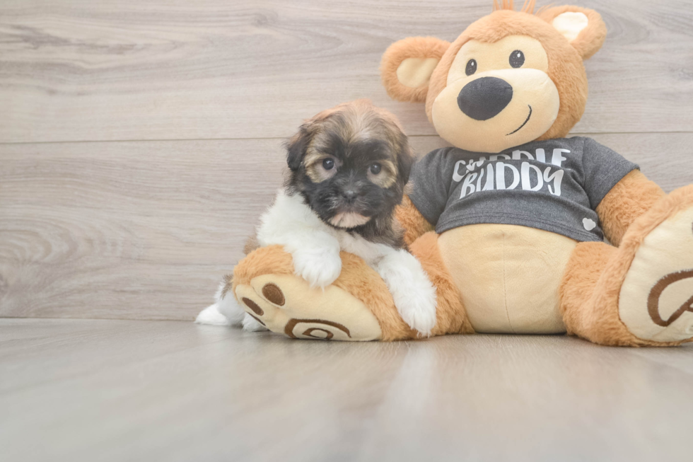 Funny Havanese Purebred Pup