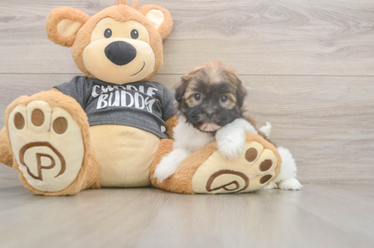 5 week old Havanese Puppy For Sale - Seaside Pups Cute Bichon Havanes Purebred Puppy