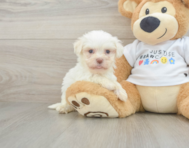 7 week old Havanese Puppy For Sale - Seaside Pups