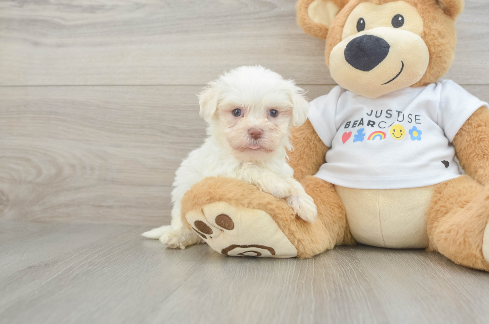 6 week old Havanese Puppy For Sale - Seaside Pups