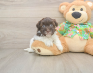 7 week old Havanese Puppy For Sale - Seaside Pups
