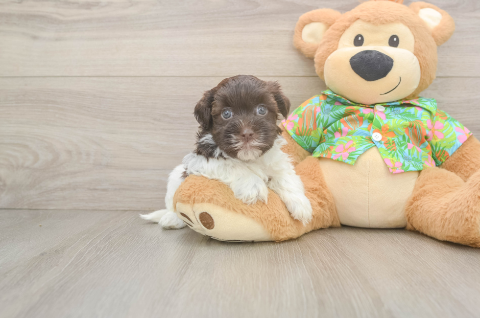 5 week old Havanese Puppy For Sale - Seaside Pups