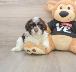 5 week old Havanese Puppy For Sale - Seaside Pups