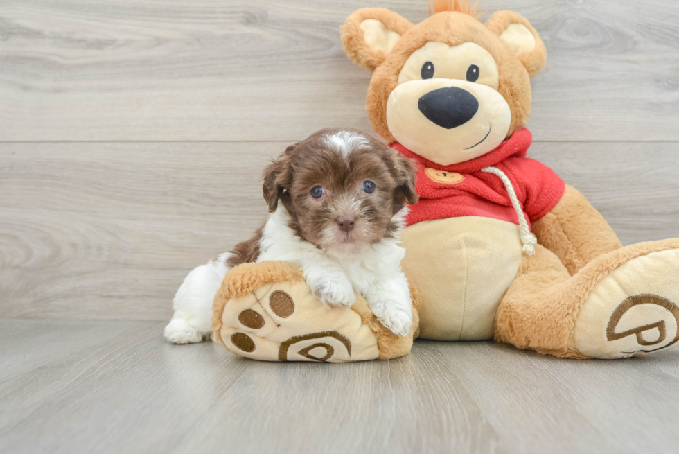 Cute Havanese Cuban Bichon Purebred Puppy