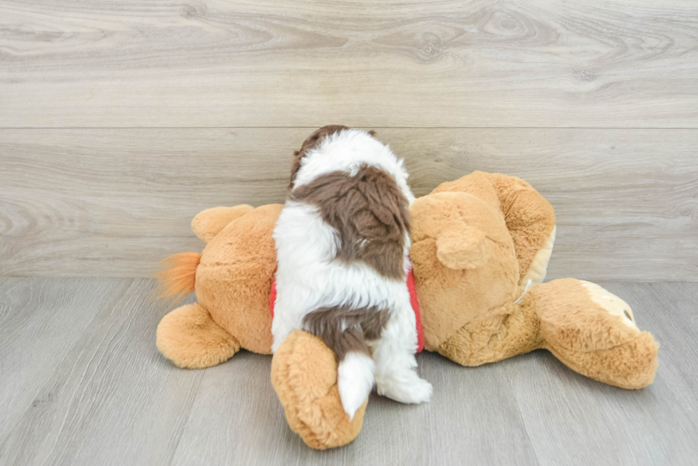 Havanese Pup Being Cute