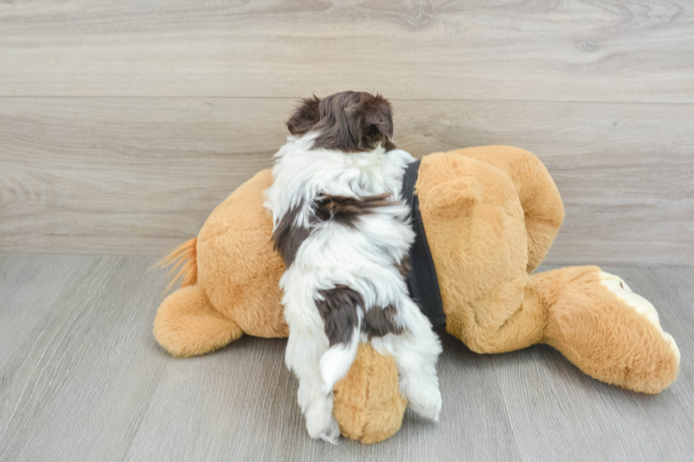 Small Havanese Baby