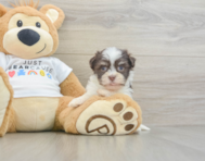 8 week old Havanese Puppy For Sale - Seaside Pups