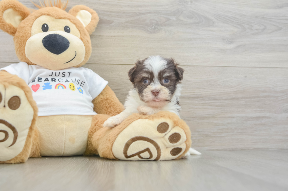 6 week old Havanese Puppy For Sale - Seaside Pups