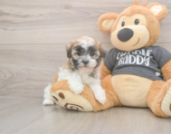 7 week old Havanese Puppy For Sale - Seaside Pups