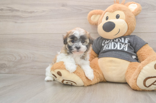 5 week old Havanese Puppy For Sale - Seaside Pups Akc Registered Havanese Purebred Pup