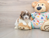 7 week old Havanese Puppy For Sale - Seaside Pups
