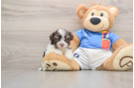 Havanese Pup Being Cute