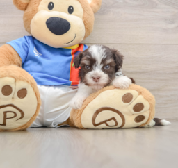 5 week old Havanese Puppy For Sale - Seaside Pups