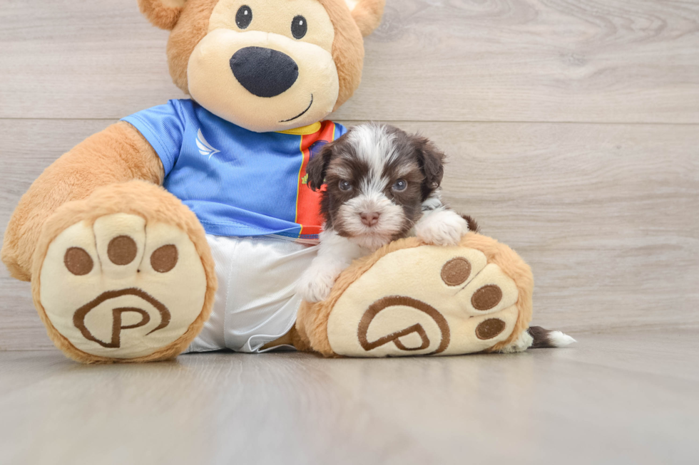 Popular Havanese Baby