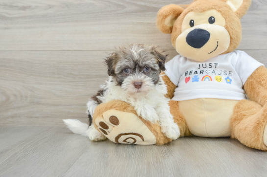 Havanese Pup Being Cute