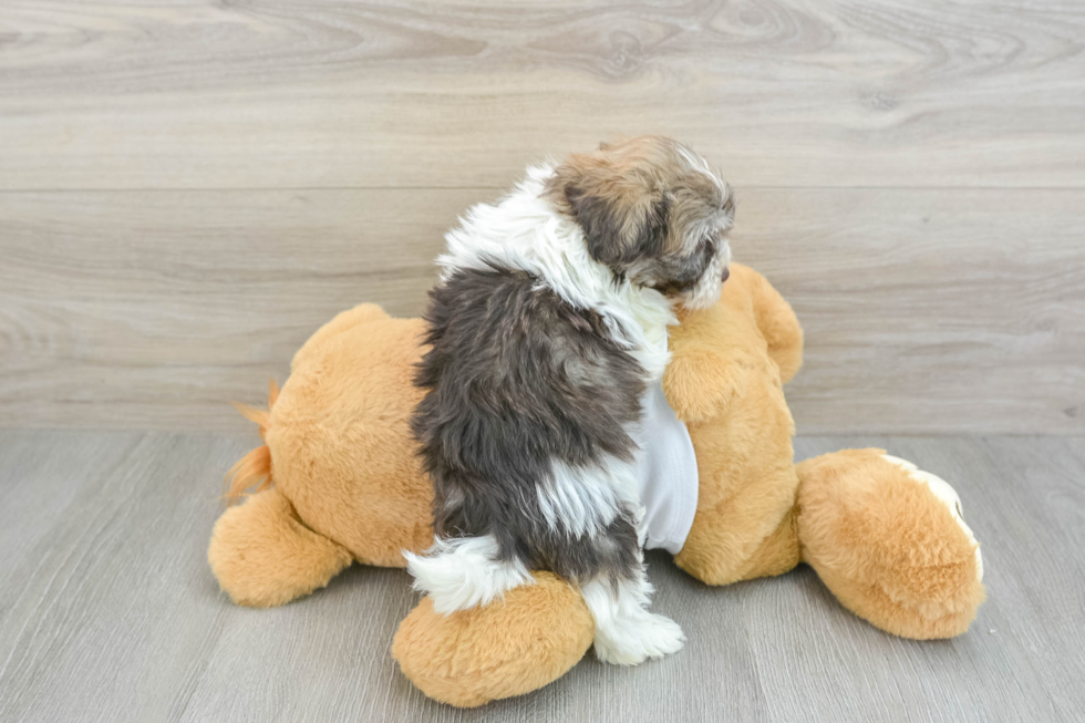 Havanese Puppy for Adoption