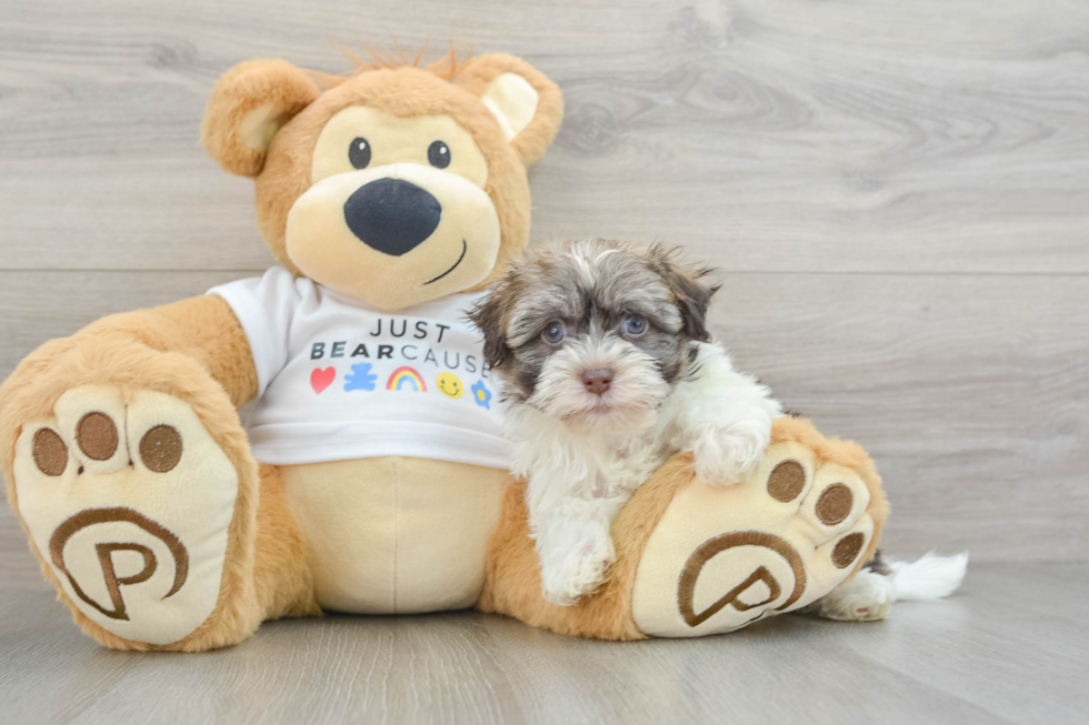 Havanese Pup Being Cute