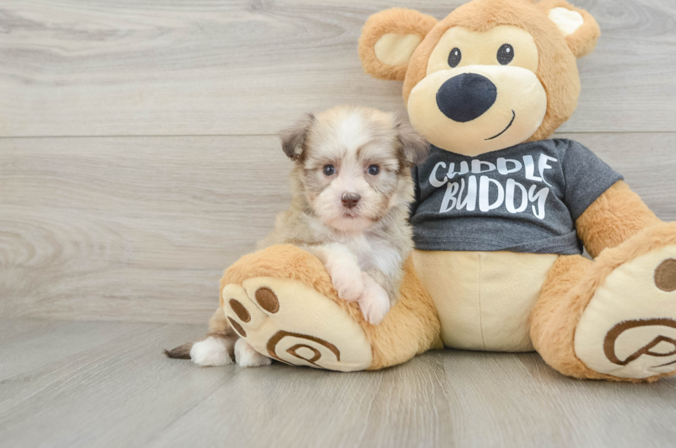 7 week old Havanese Puppy For Sale - Seaside Pups
