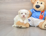5 week old Havanese Puppy For Sale - Seaside Pups