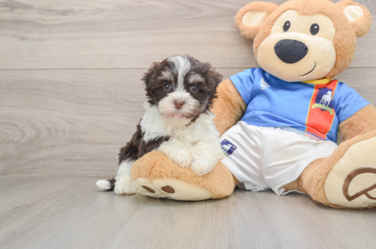 Havanese Puppy for Adoption