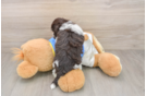 Havanese Puppy for Adoption