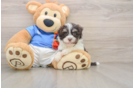 Havanese Pup Being Cute