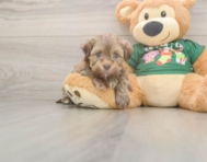 5 week old Havanese Puppy For Sale - Seaside Pups