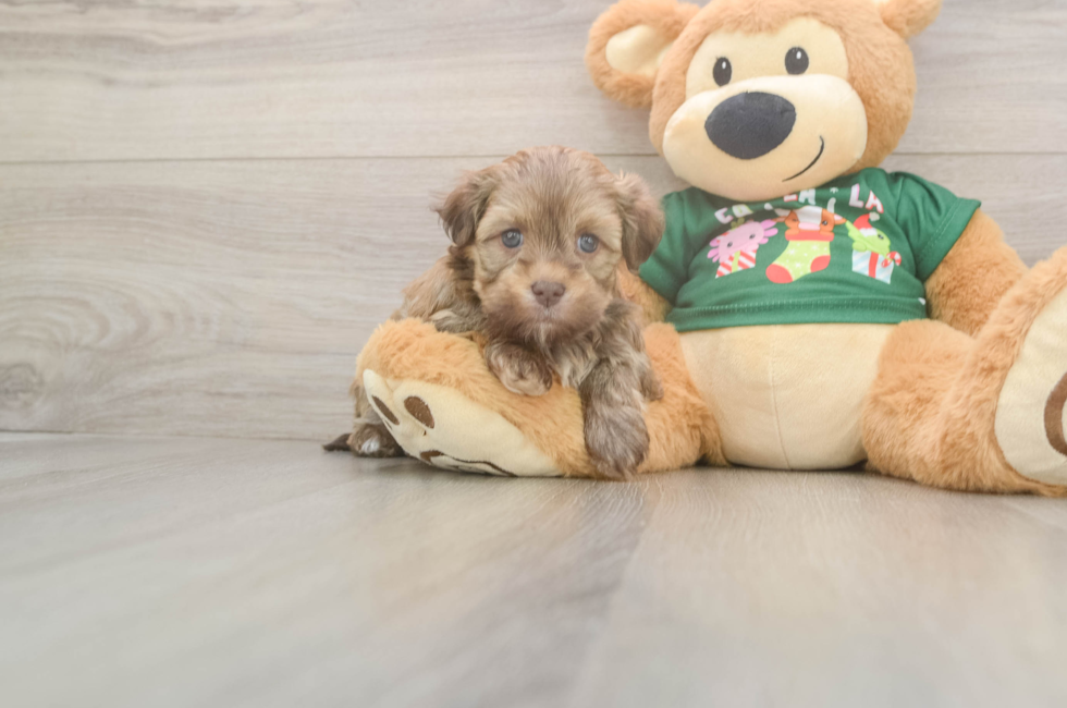 5 week old Havanese Puppy For Sale - Seaside Pups