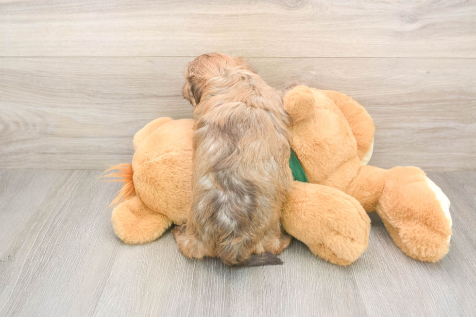 Hypoallergenic Havanese Purebred Pup