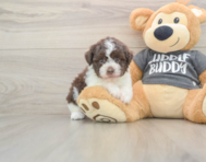 5 week old Havanese Puppy For Sale - Seaside Pups
