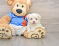 5 week old Havanese Puppy For Sale - Seaside Pups