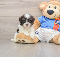 6 week old Havanese Puppy For Sale - Seaside Pups