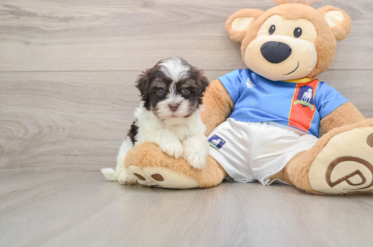Hypoallergenic Havanese Purebred Pup