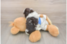Popular Havanese Purebred Pup