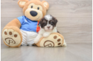 Havanese Puppy for Adoption