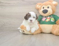 5 week old Havanese Puppy For Sale - Seaside Pups