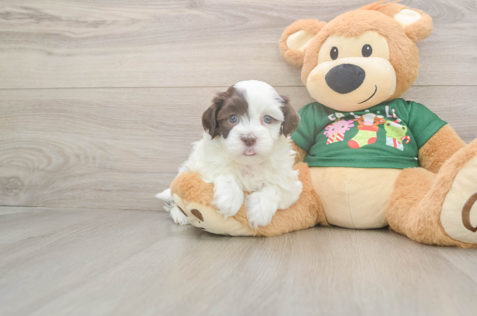 5 week old Havanese Puppy For Sale - Seaside Pups