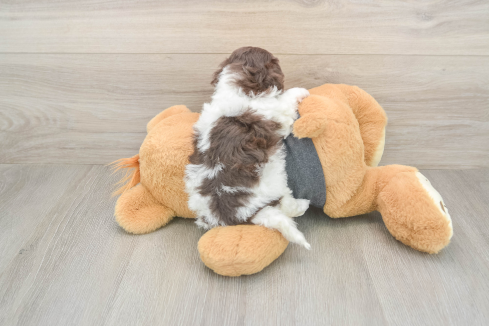 Havanese Pup Being Cute