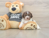 5 week old Havanese Puppy For Sale - Seaside Pups