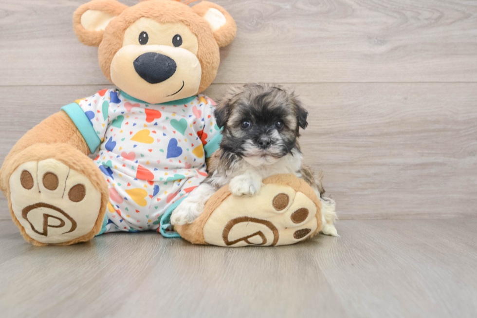 Havanese Puppy for Adoption