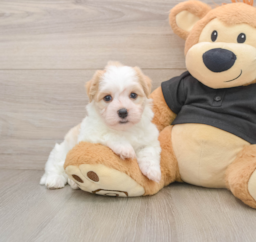 6 week old Havanese Puppy For Sale - Seaside Pups