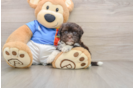 Friendly Havanese Purebred Pup